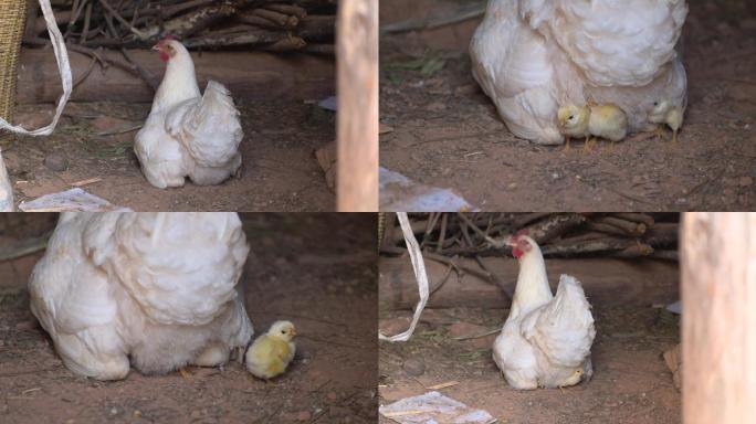 母鸡带一群可爱小鸡