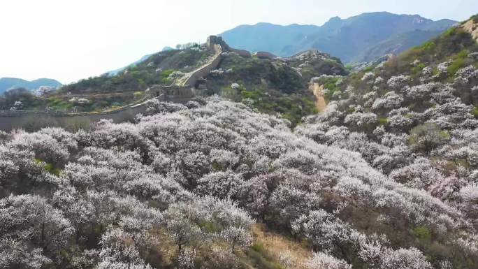 八达岭长城山花风景