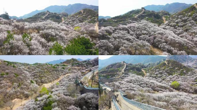 八达岭长城山花风景