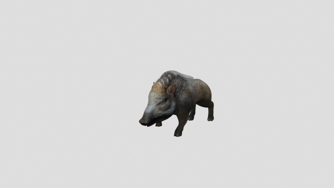 动物动画三维模型素材野猪