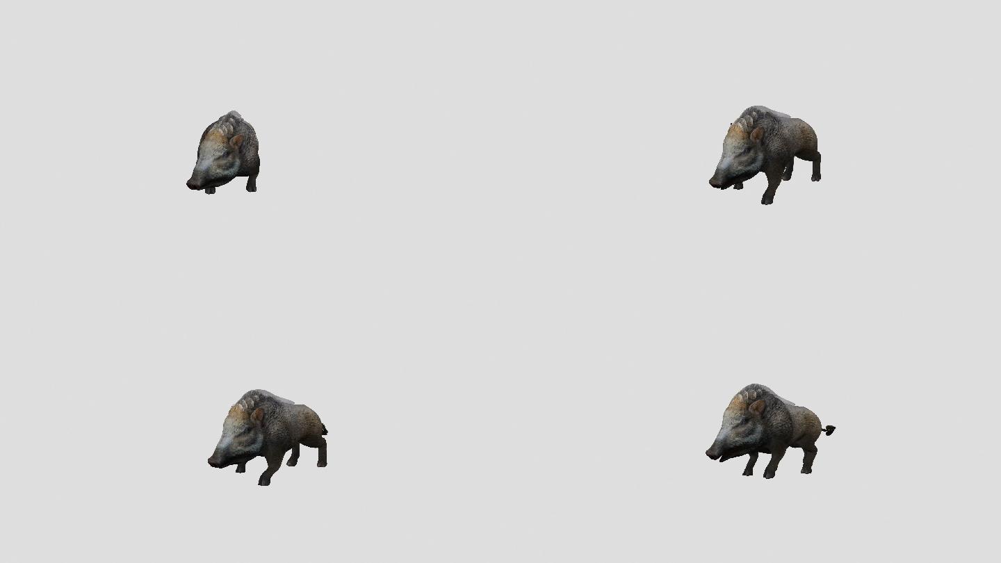 动物动画三维模型素材野猪