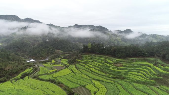 航拍安徽黄山梯田