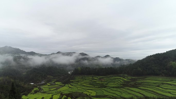 航拍安徽黄山梯田