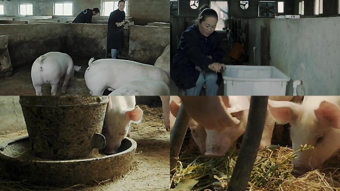 养猪-防疫-现代农业-养殖业