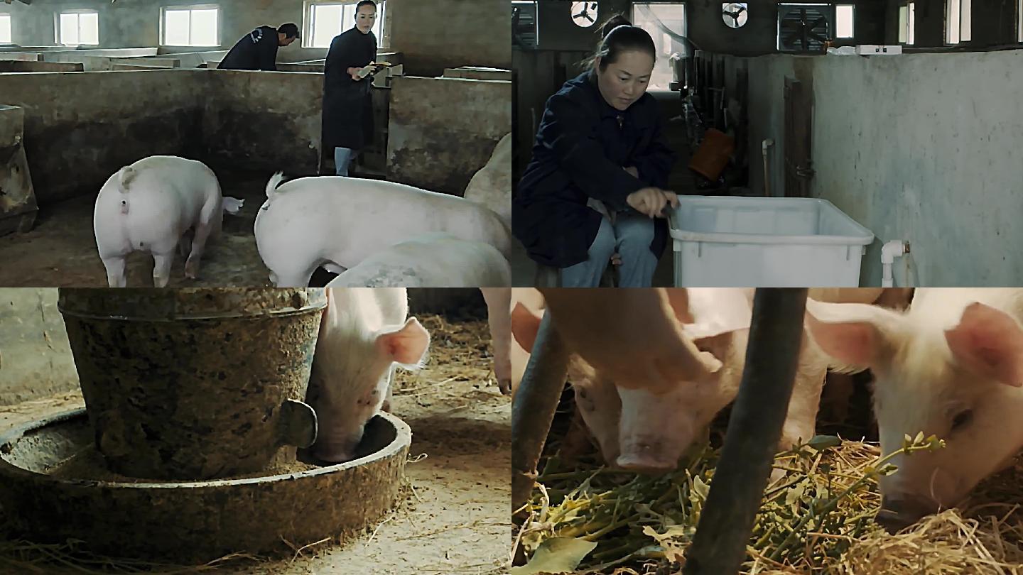 养猪-防疫-现代农业-养殖业