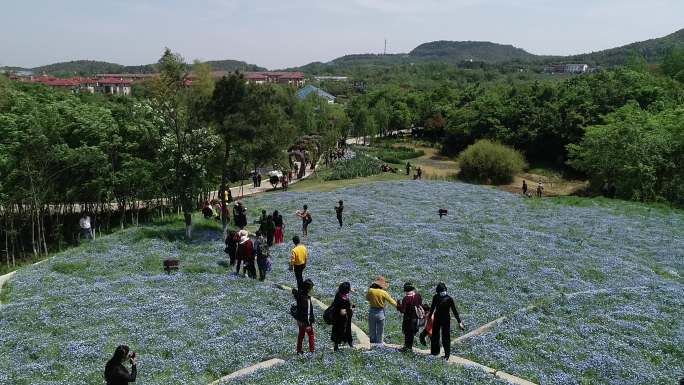 航拍江苏常州花谷奇缘花圃