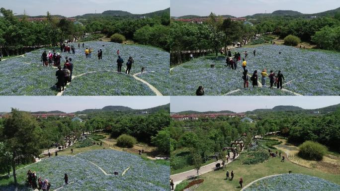 航拍江苏常州花谷奇缘花圃