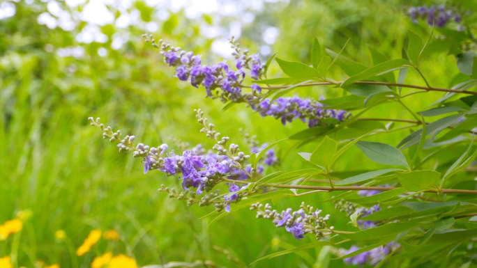 紫色穗花牡荆