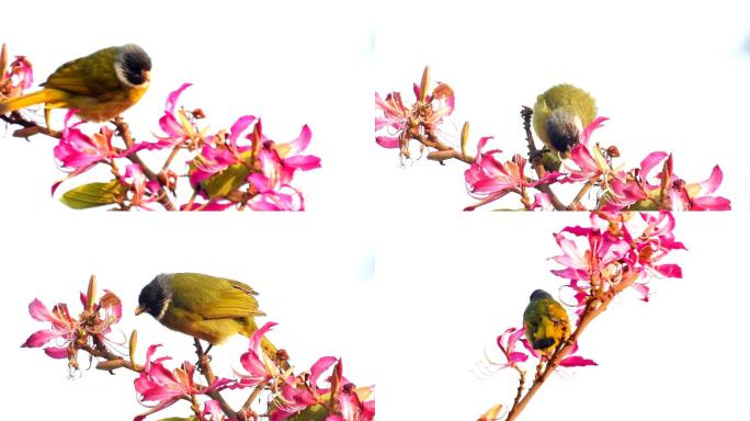 漂亮的小鸟吃鲜花，好漂亮