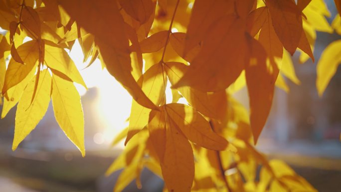 4k秋天树叶阳光阳光透过树叶树林