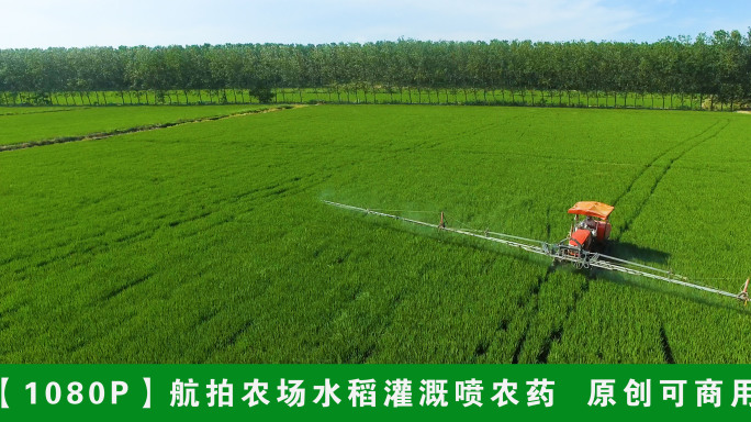 【1080P】航拍农场水稻秧苗洒农药