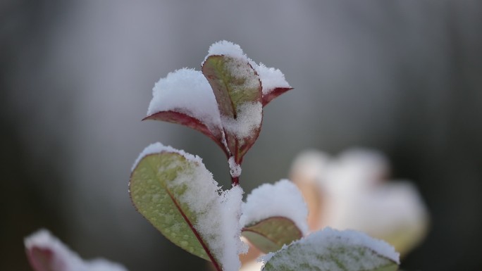 冬天红叶落雪-大特写-02