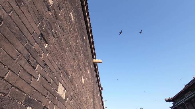 城墙上空飞翔的鸟雀