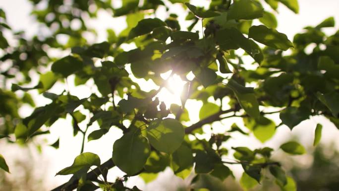 阳光穿透树叶仰拍绿色树林