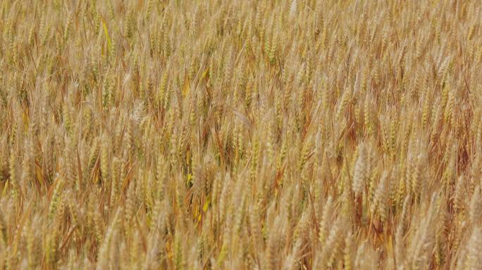 4K金黄色成熟期的小麦17