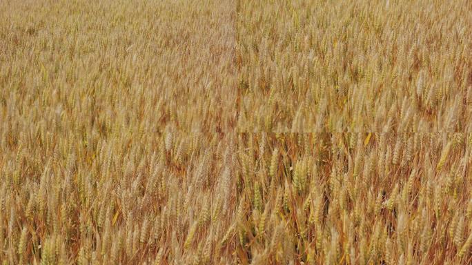 4K金黄色成熟期的小麦17