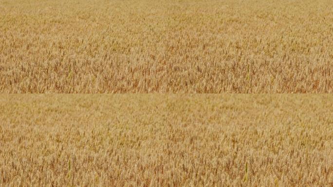 4K金黄色成熟期的小麦21
