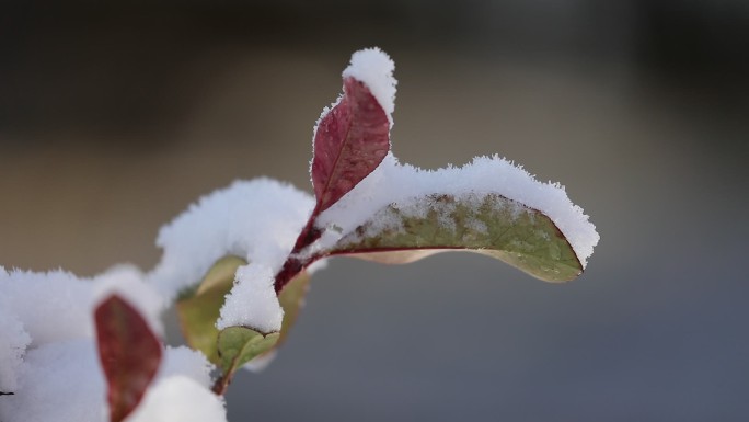 冬天红叶落雪-大特写