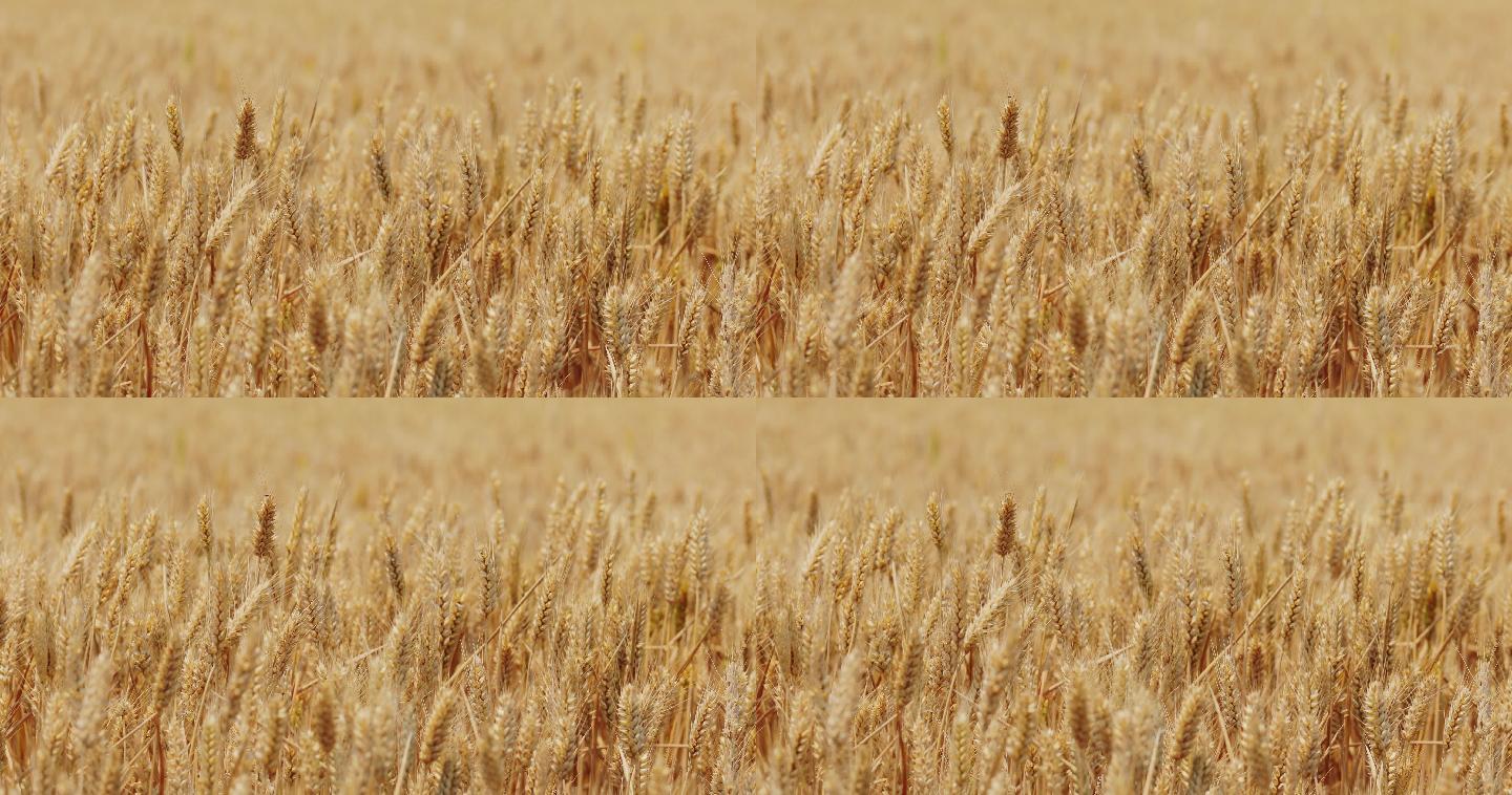 4K金黄色成熟期的小麦27