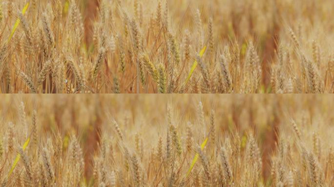 4K金黄色成熟期的小麦15