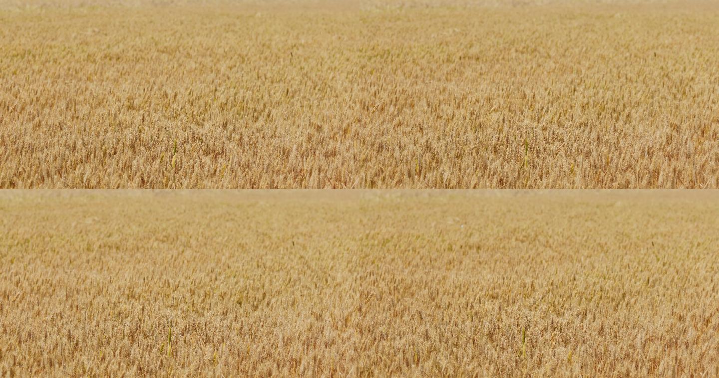 4K金黄色成熟期的小麦26