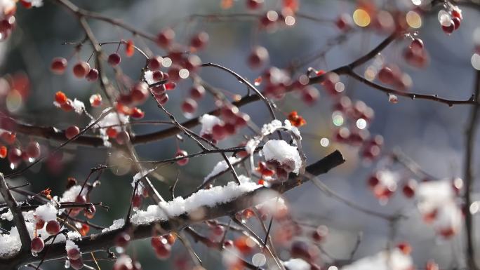 冬天野海棠树枝-落雪