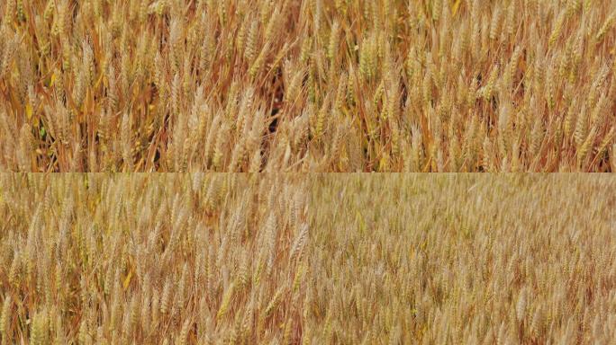 4K金黄色成熟期的小麦16
