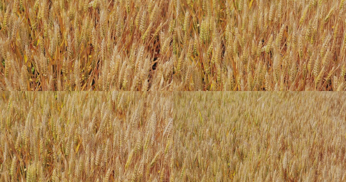 4K金黄色成熟期的小麦16