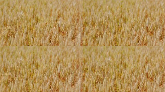 4K金黄色成熟期的小麦18