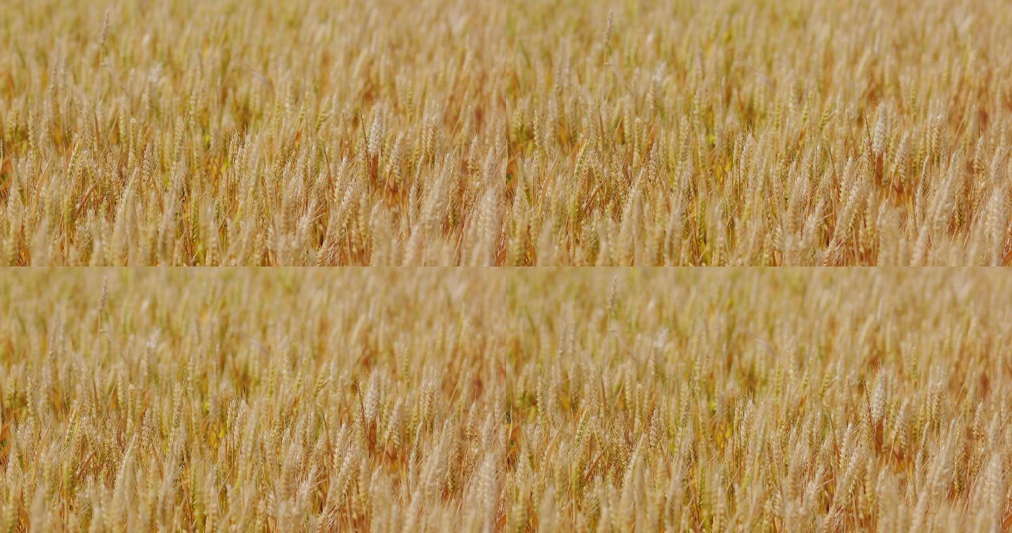 4K金黄色成熟期的小麦18