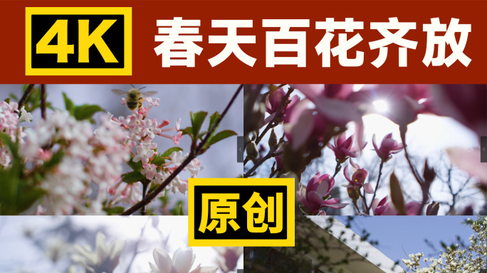 春天百花齐放