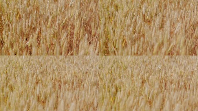 4K金黄色成熟期的小麦20