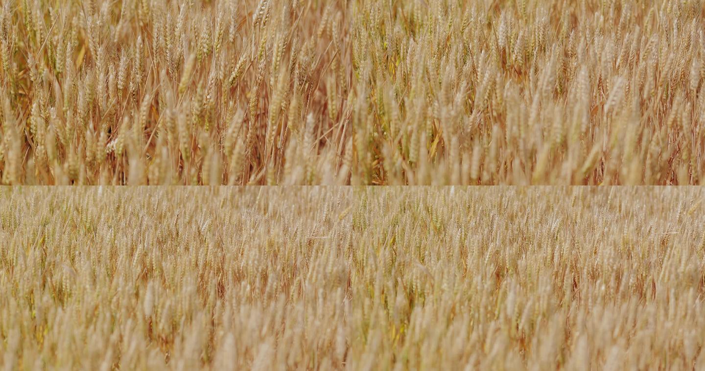 4K金黄色成熟期的小麦20