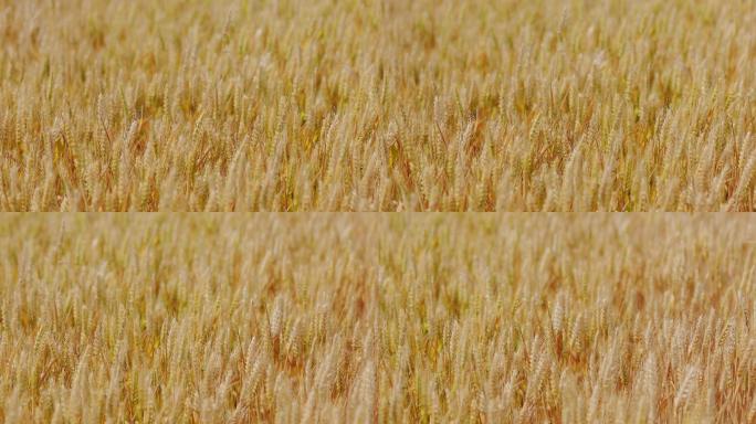 4K金黄色成熟期的小麦19