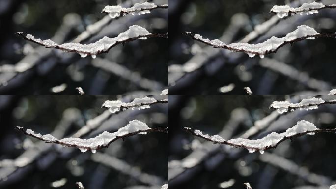 冬天树枝落雪-冰雪消融-大特写