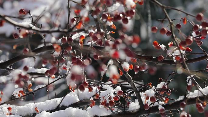 冬天野海棠树枝-落雪02