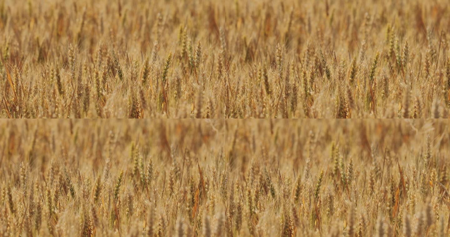 4K金黄色成熟期的小麦01