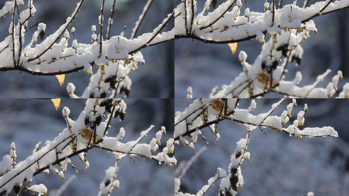 冬天树枝落雪-大特写