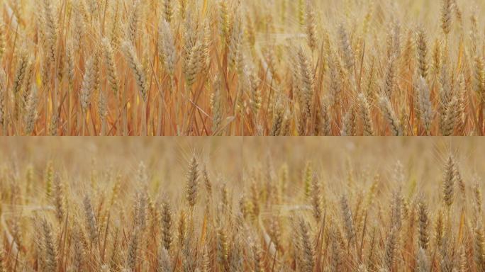 4K金黄色成熟期的小麦12