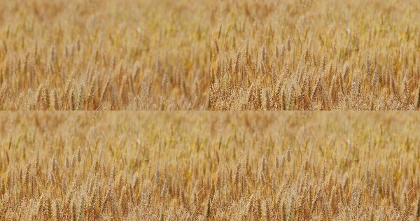 4K金黄色成熟期的小麦07