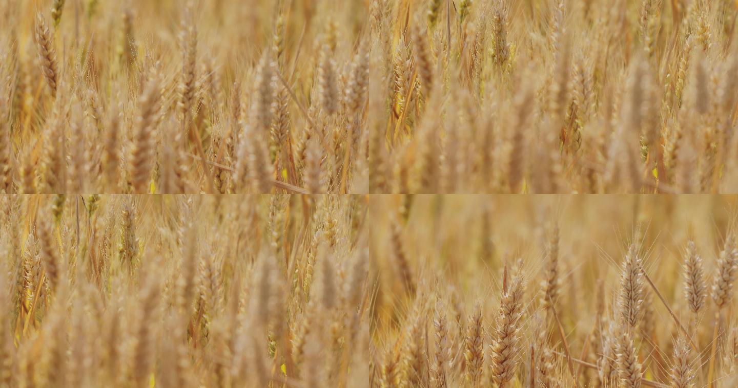 4K金黄色成熟期的小麦09