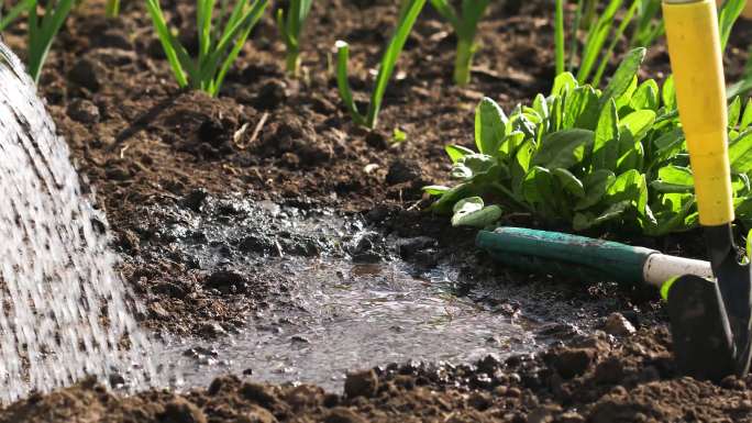 4k菜地菜园洒水浇水土地土壤