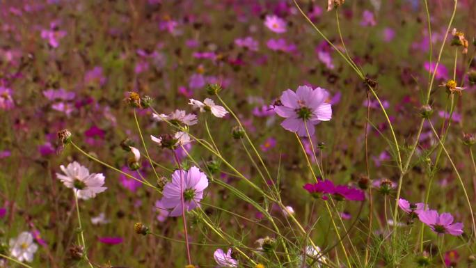 定西市岷县中华蜂养植黄芪蜜蜜蜂土蜂