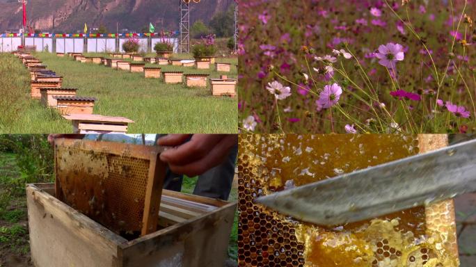 定西市岷县中华蜂养植黄芪蜜蜜蜂土蜂
