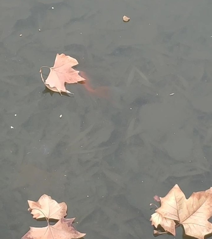 冬天公园小鱼在冰下游动