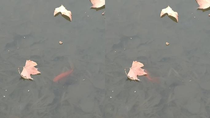 冬天公园小鱼在冰下游动