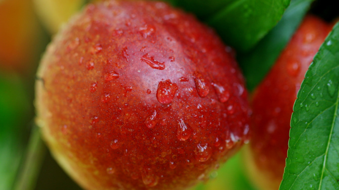油桃-桃子-桃-毛桃-桃园-水果-农产品