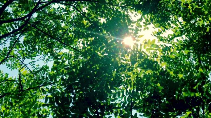 【4K】树叶阳光、阳光透过树叶、唯美4K