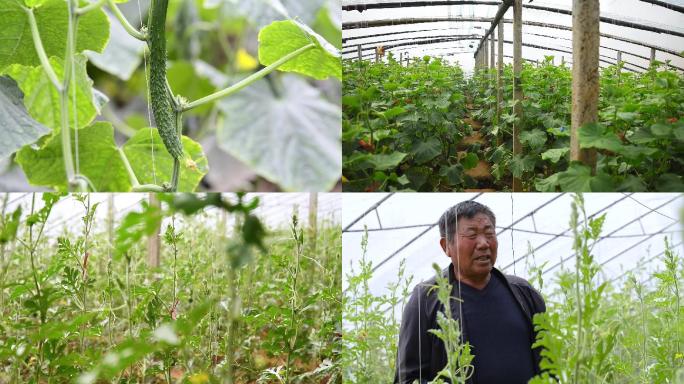 农村塑料大棚蔬菜种植农民