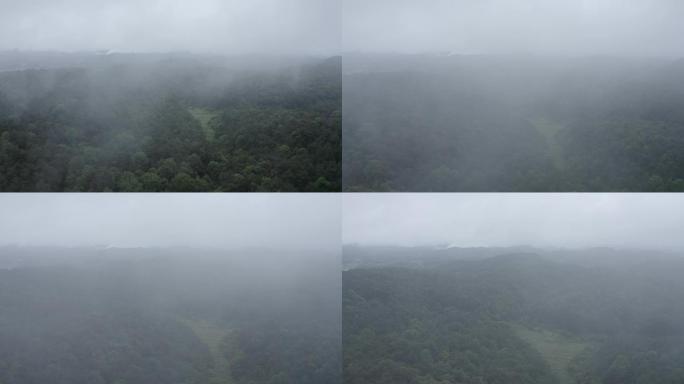 穿过云雾里的森林